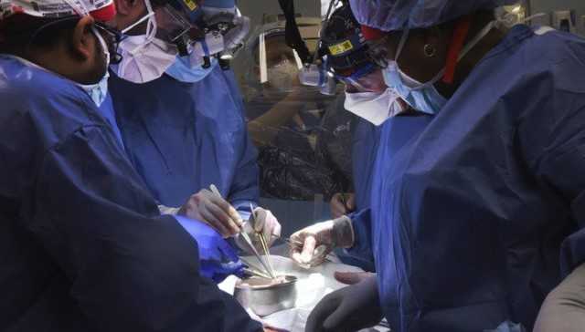 미국서 돼지 심장 이식받은 두 번째 환자, 6주 만에 사망