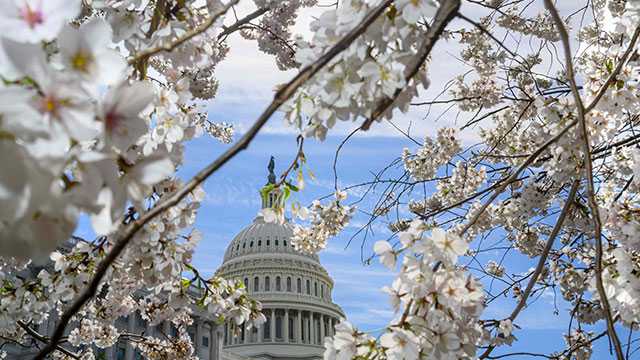 미국 워싱턴 D.C. 명물 벚꽃, 역대 두번째 ‘이른 절정’