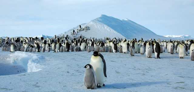 ‘남극 터줏대감’ 황제펭귄도 멸종위기 