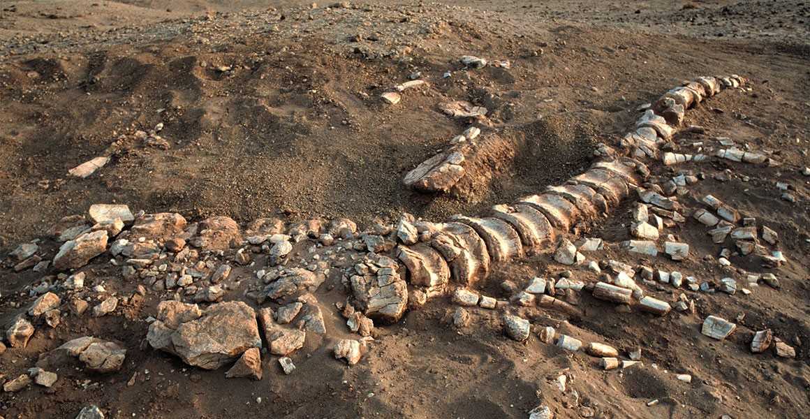 ‘티라노사우르스급’ 육식공룡 화석 남미서 발견