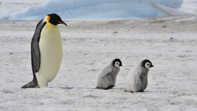 남극 황제펭귄, 기후변화 계속되면 30∼40년 후 멸종 위기