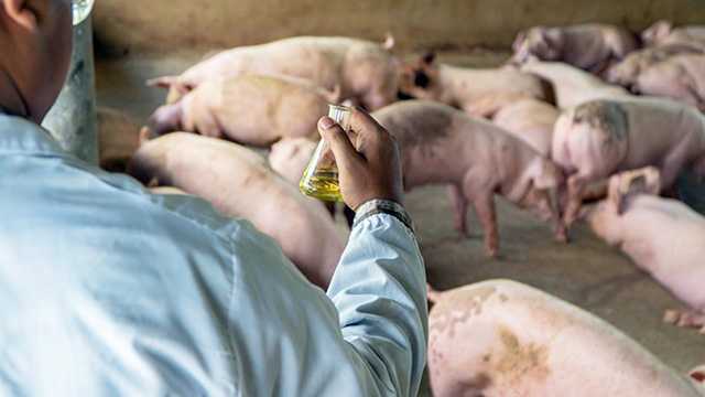 중국서 '팬데믹 가능성'이 있는 신종 돼지독감 바이러스가 발견됐다