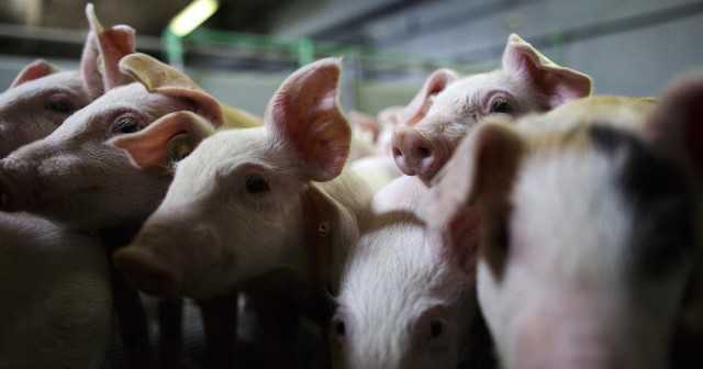 WHO “미국에서 돼지 인플루엔자에 사람 감염 확인” 