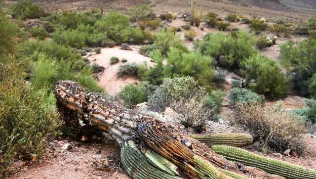 美남부 덮친 기록적 폭염…사막 식물 '선인장'도 말라 죽었다